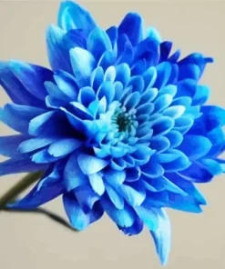 Blue Chrysanthemum Flower Diamond Painting