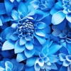 Blue Chrysanthemum Flowers Diamond Painting