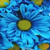 Blue Daisies Diamond Painting
