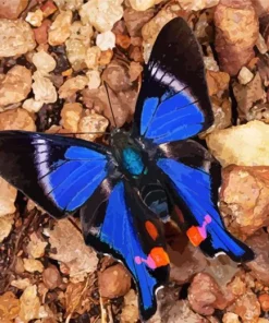 Blue Doctor Butterfly Diamond Painting