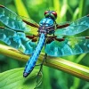 Blue Dragonfly Art Diamond Painting