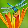 Blue Dragonfly On Orange Flower Diamond Painting