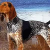 Blue English Coonhound Diamond Painting