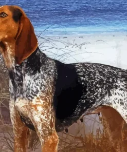 Blue English Coonhound Diamond Painting