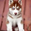 Blue Eye Husky Puppy Diamond Painting