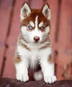 Blue Eye Husky Puppy Diamond Painting