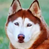 Blue Eyed Brown Husky Diamond Painting