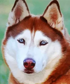 Blue Eyed Brown Husky Diamond Painting
