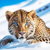 Blue Eyed Leopard In Snow Diamond Painting