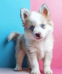 Blue Eyed Pomsky Diamond Painting