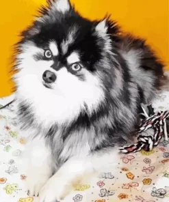 Blue Eyed Pomsky Dog Diamond Painting