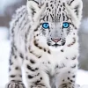 Blue Eyed Snow Leopard Diamond Painting