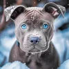 Blue Eyed Staffordshire Terrier Diamond Painting