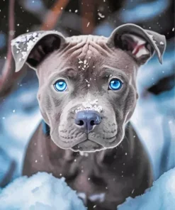 Blue Eyed Staffordshire Terrier Diamond Painting