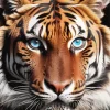 Blue Eyed Tiger Diamond Painting