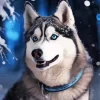 Blue Eyes Husky Diamond Painting