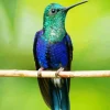 Blue Green Hummingbird Diamond Painting