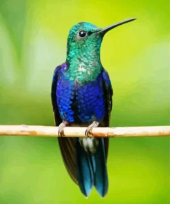 Blue Green Hummingbird Diamond Painting