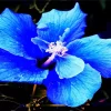 Blue Hawaiian Flower Diamond Painting