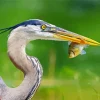 Blue Heron Eating Fish Diamond Painting