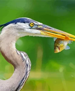 Blue Heron Eating Fish Diamond Painting