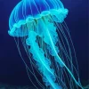 Blue Jellyfish Diamond Painting