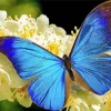 Blue Morpho Butterfly Diamond Painting