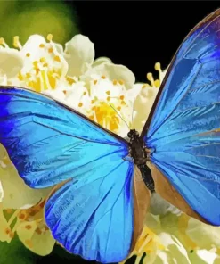 Blue Morpho Butterfly Diamond Painting