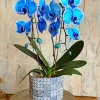 Blue Orchid Vase Diamond Painting