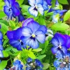 Blue Pansy Flowers Diamond Painting