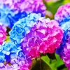 Blue Pink Purple Hydrangea Diamond Painting