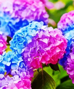 Blue Pink Purple Hydrangea Diamond Painting