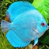 Blue Tropical Fish Diamond Painting