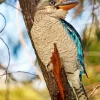 Blue Winged Kookaburra Diamond Painting