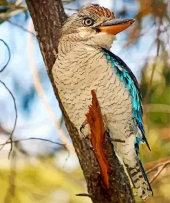 Blue Winged Kookaburra Diamond Painting