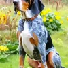 Bluetick Coonhound Dog Diamond Painting