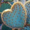 Cactus Heart Diamond Painting