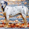 Catahoula Leopard Dog Diamond Painting