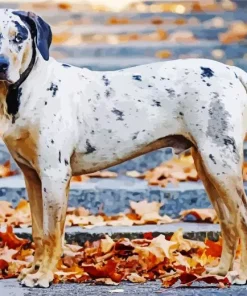 Catahoula Leopard Dog Diamond Painting