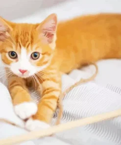 Fluffy Ginger And White Cat Diamond Painting