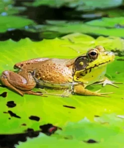 Frog And Lily Pad Diamond Painting