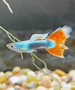 Guppy Fish Diamond Painting