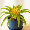 Guzmania Bromeliad Diamond Painting