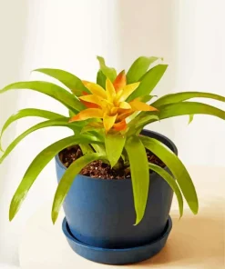 Guzmania Bromeliad Diamond Painting