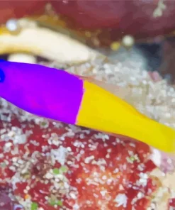 Half Yellow Half Purple Fish Diamond Painting