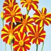 Harlequin Marigold Diamond Painting