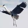 Heron Bird Flying Diamond Painting