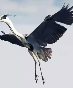 Heron Bird Flying Diamond Painting