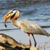 Heron Eating Fish Diamond Painting