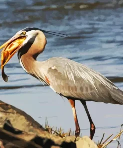 Heron Eating Fish Diamond Painting